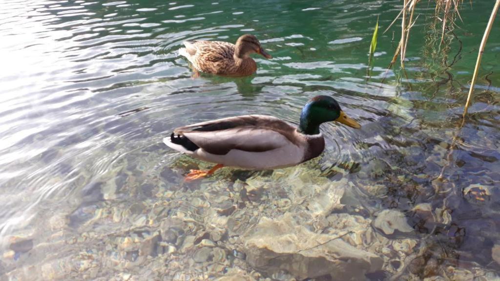 Apartman Black River Plitvička Jezera Dış mekan fotoğraf